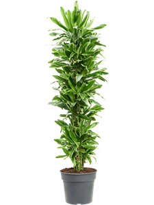 Dracaena fragrans 'Golden Coast' Branched-multi, 41434