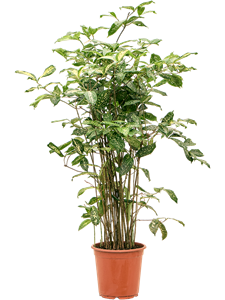 Dracaena godseffiana (90-120) Tuft (90-120)