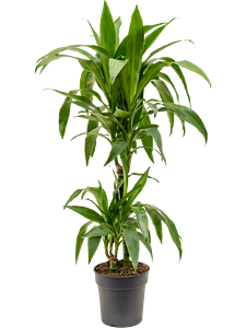 Dracaena fragrans 'Janet Craig' 45-15, 41437