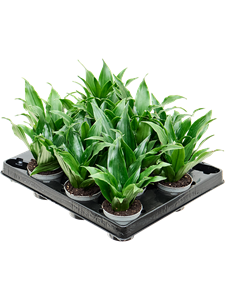 Dracaena fragrans 'Janet Craig' 12/tray Head