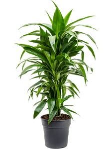 Dracaena fragrans 'Janet Craig' Branched-multi