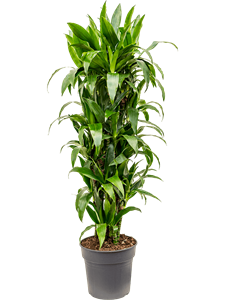 Dracaena fragrans 'Janet Craig' Branched-multi, 41440