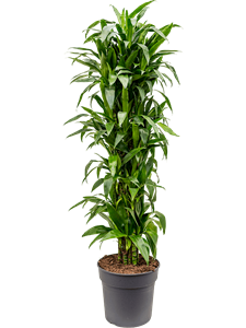 Dracaena fragrans 'Janet Craig' Branched-multi, 41441