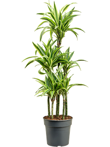 Dracaena fragrans 'Lemon Lime' Carrousel, 41443