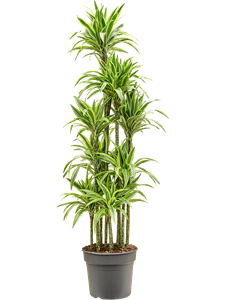 Dracaena fragrans 'Lemon Lime' Carrousel, 41444