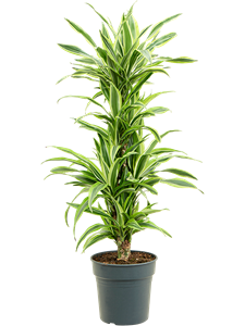 Dracaena fragrans 'Lemon Lime' 60-Carrousel