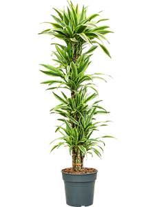 Dracaena fragrans 'Lemon Lime' 90-Carrousel