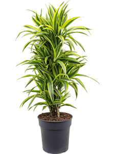 Dracaena fragrans 'Lemon Lime' Branched-multi, 41447