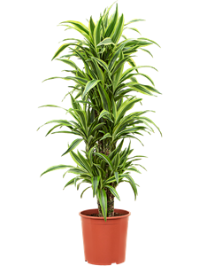 Dracaena fragrans 'Lemon Lime' Branched-multi, 41448