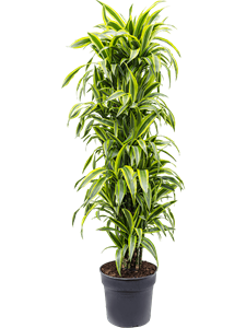 Dracaena fragrans 'Lemon Lime' Branched-multi, 41449