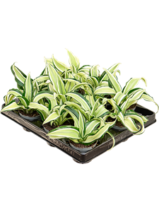 Dracaena fragrans 'Malaika' 12/tray Head