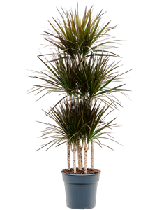 Dracaena marginata 'Magenta' Carrousel