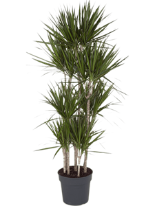 Dracaena marginata Carrousel (8pp)