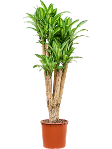 Dracaena massangeana Branched