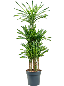 Dracaena fragrans 'Riki' Carrousel