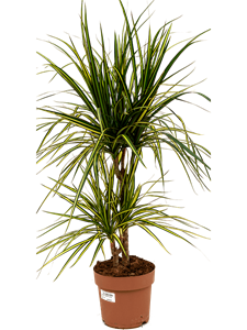 Dracaena marginata 'Sunray' 30-15