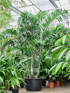 Dypsis (Areca) lancifolia Tuft