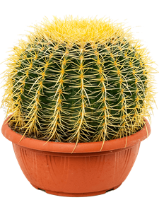 Echinocactus grusonii, 41466