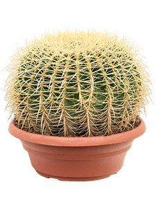 Echinocactus grusonii, 41467