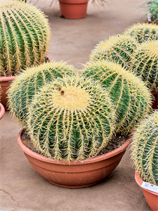 Echinocactus grusonii Cluster, 41468