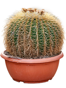 Echinocactus grusonii, 41469