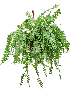 Epiphyllum anguliger Hanging plant