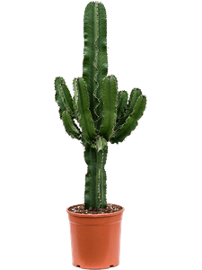 Euphorbia erytrea -