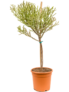 Euphorbia fiherenensis Branched