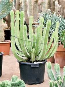 Euphorbia fortissima Branched