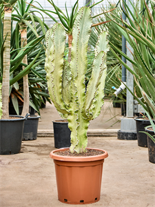 Euphorbia ingens marmorata Branched, 41480