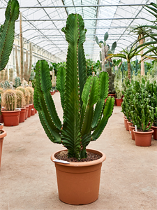 Euphorbia ingens Branched, 41483