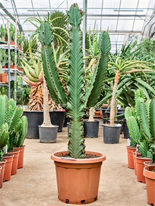 Euphorbia ingens Branched, 41484