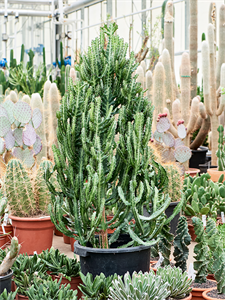 Euphorbia lactea 'Compacta' Branched