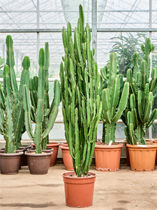 Euphorbia trigona Branched