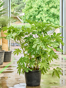 Fatsia japonica Tuft