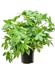 Fatsia japonica Tuft, 41501