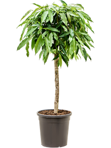 Ficus binnendijkii 'Amstel King' Stem, 41502