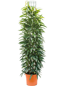 Ficus binnendijkii 'Amstel King' Column 180