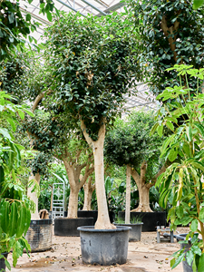 Ficus rubiginosa 'Australis' Stem, 41512