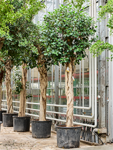 Ficus rubiginosa 'Australis' Stem