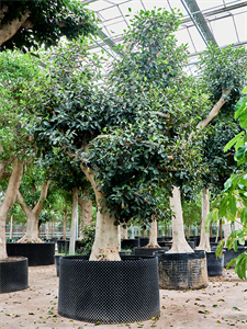 Ficus rubiginosa 'Australis' Stem, 41514