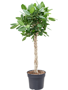 Ficus benghalensis 'Audrey' Braided Stem