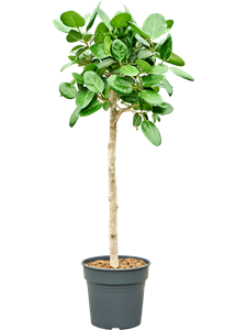 Ficus benghalensis 'Audrey' Stem, 41516