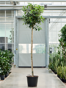 Ficus bellingeri Stem