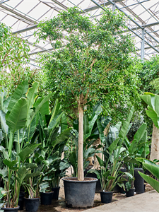 Ficus benjamina 'Exotica' (400-450) Stem