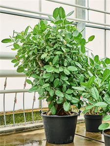 Ficus benghalensis Branched, 41531