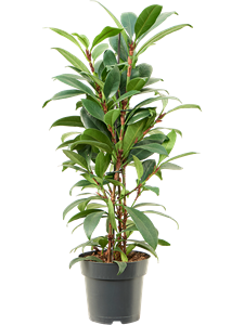 Ficus cyathistipula 'Compacta' Bush