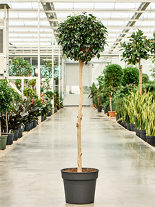 Ficus benjamina 'Danielle' Stem, 41540