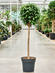 Ficus benjamina 'Danielle' Stem, 41541