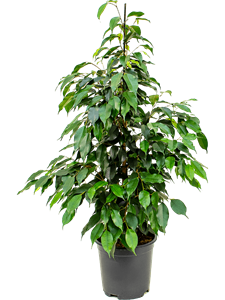 Ficus benjamina 'Danielle' Tuft, 41544